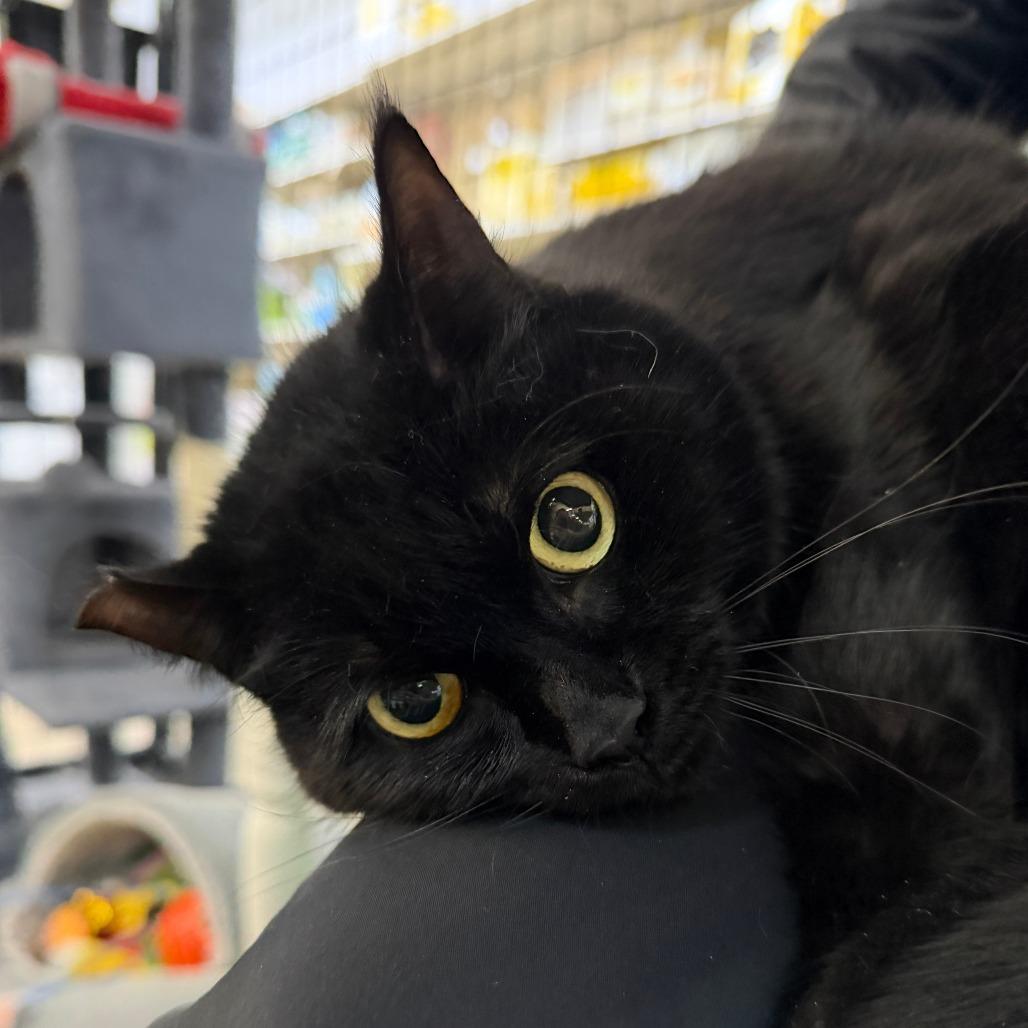 Enlarge Tilly-dark pink collar, a Adoptable Domestic Short Hair in Monroe, MI image 3/3