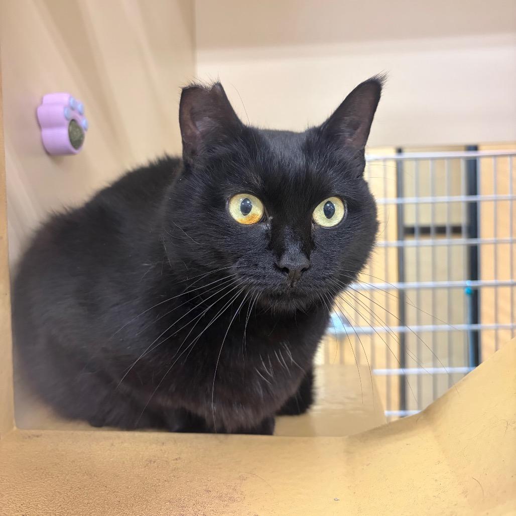 Enlarge Tilly, bonded with Bing Bong, a Adoptable Domestic Short Hair in Monroe, MI image 4/6