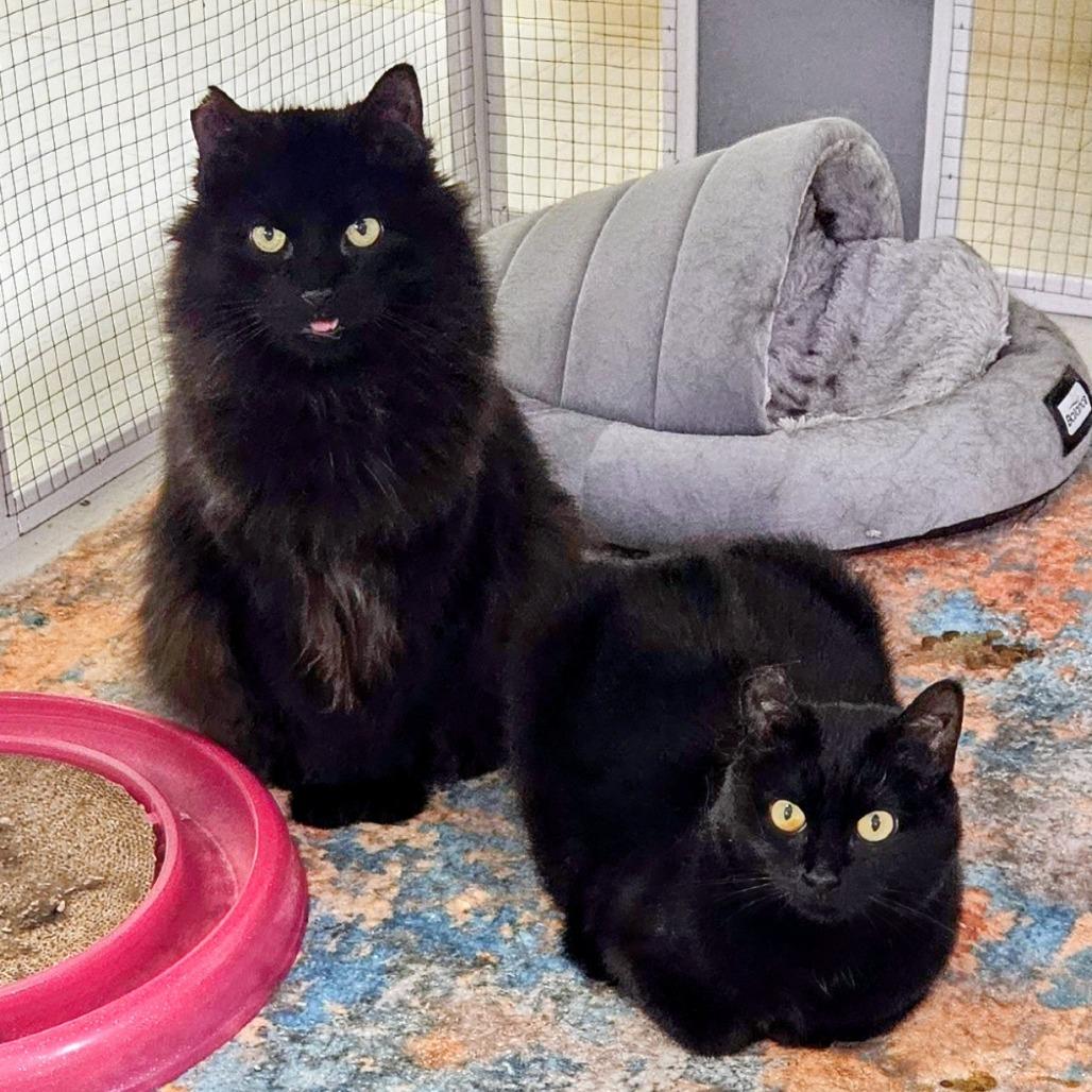 Enlarge Tilly, bonded with Bing Bong, a Adoptable Domestic Short Hair in Monroe, MI image 5/6