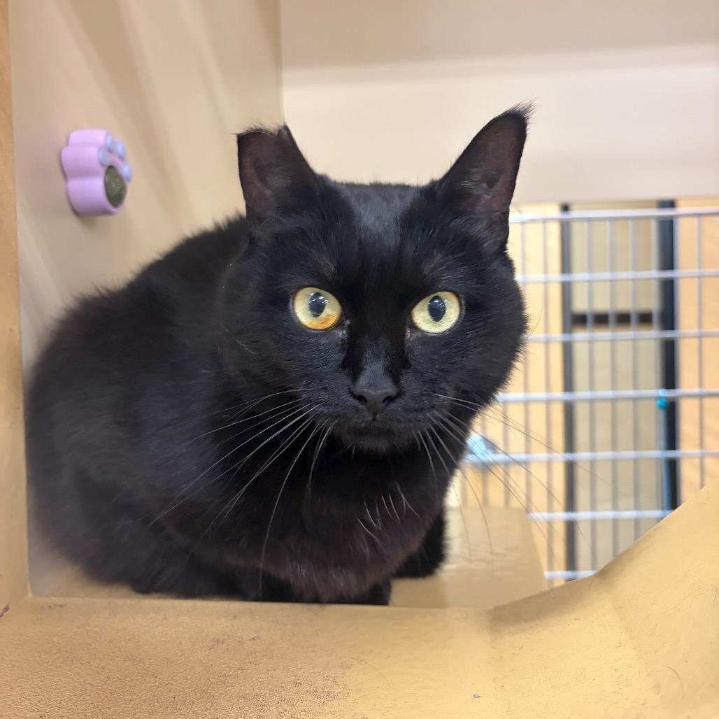 Enlarge Tilly, bonded with Bing Bong, a Adoptable Domestic Short Hair in Monroe, MI image 6/6
