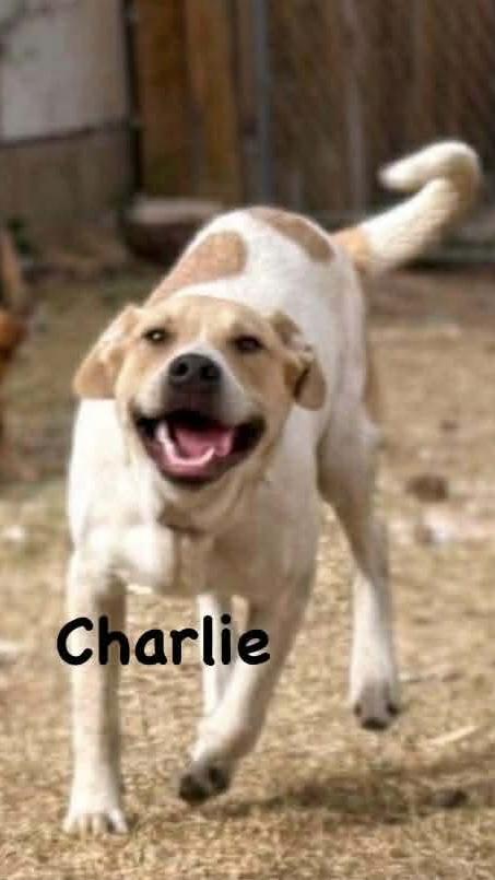 Charlie, ADOPTABLE, Young Male Pit Bull Terrier & Cattle Dog.