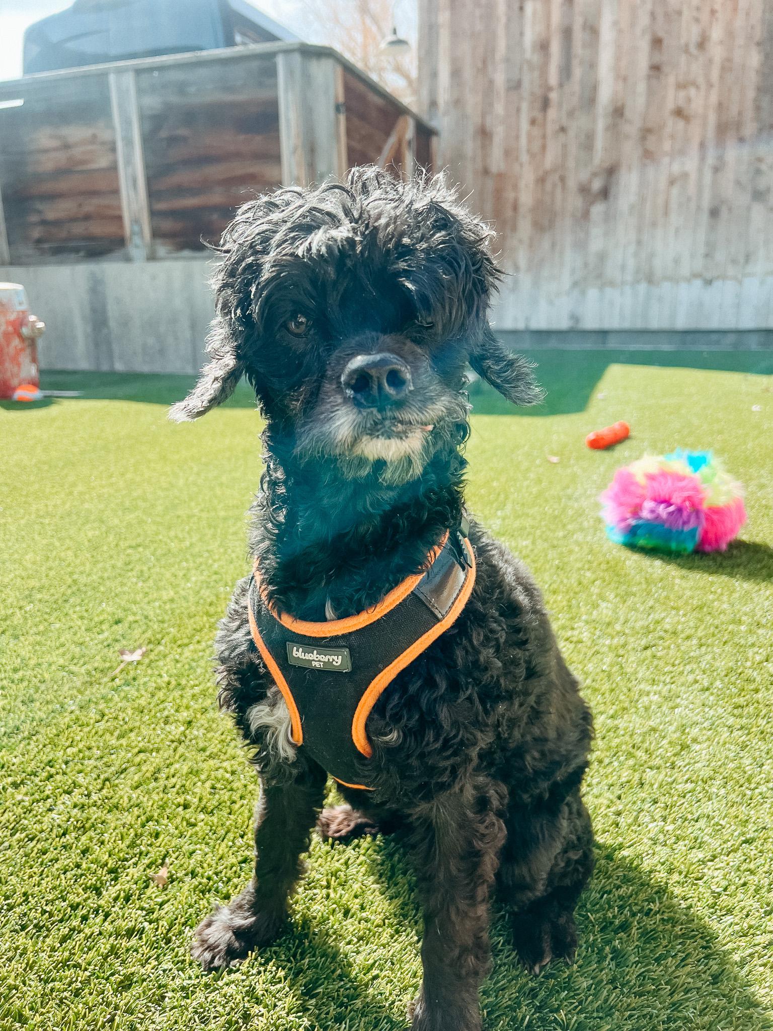 Enlarge Poppy, a ADOPTABLE mixed breed in Jackson, WY image 3/5