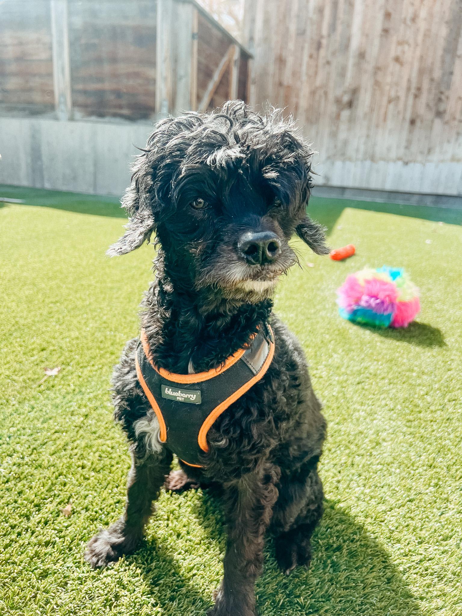 Enlarge Poppy, a ADOPTABLE mixed breed in Jackson, WY image 4/5