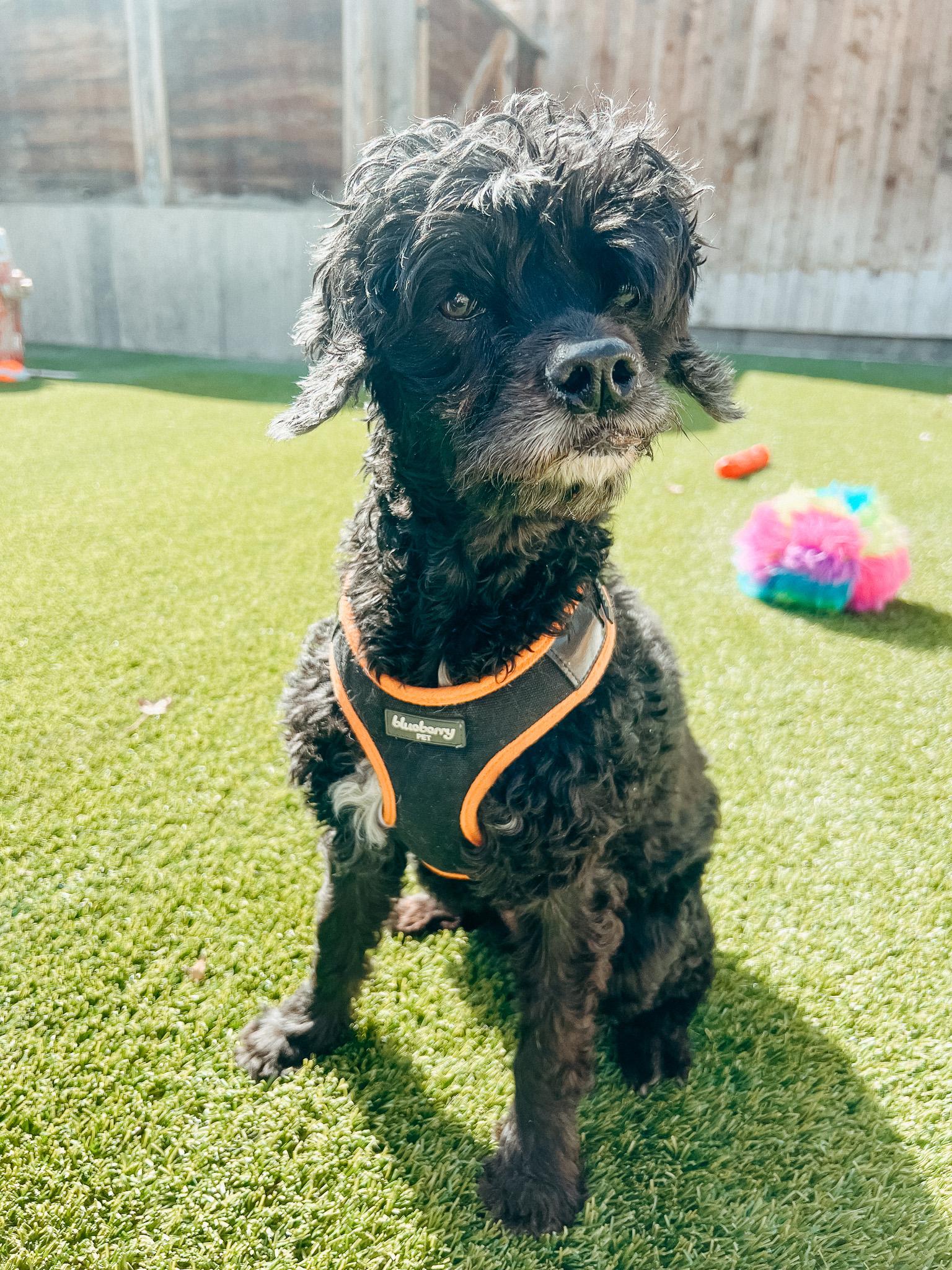 Enlarge Poppy, a ADOPTABLE mixed breed in Jackson, WY image 5/5