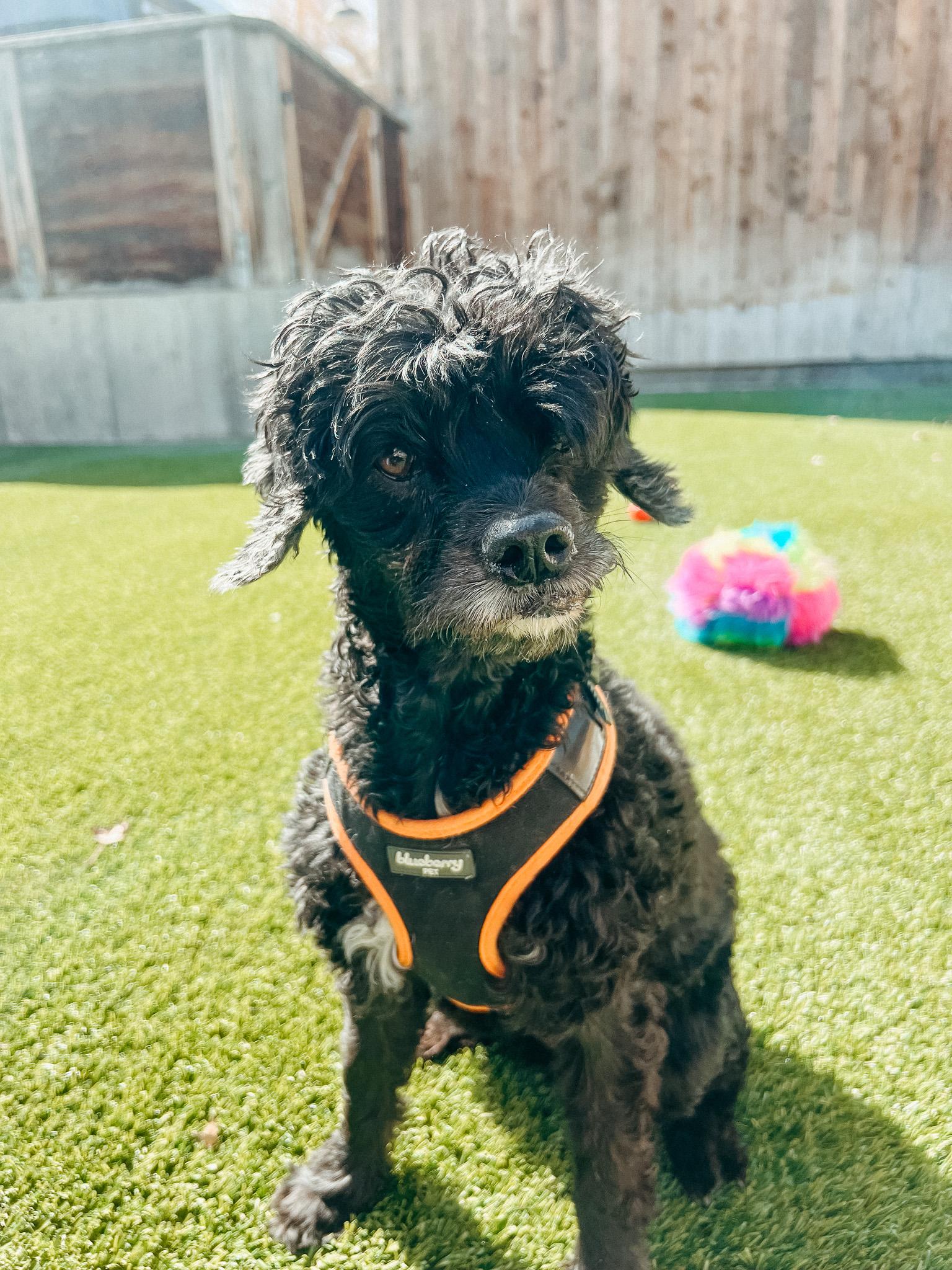 Enlarge Poppy, a ADOPTABLE mixed breed in Jackson, WY image 1/5