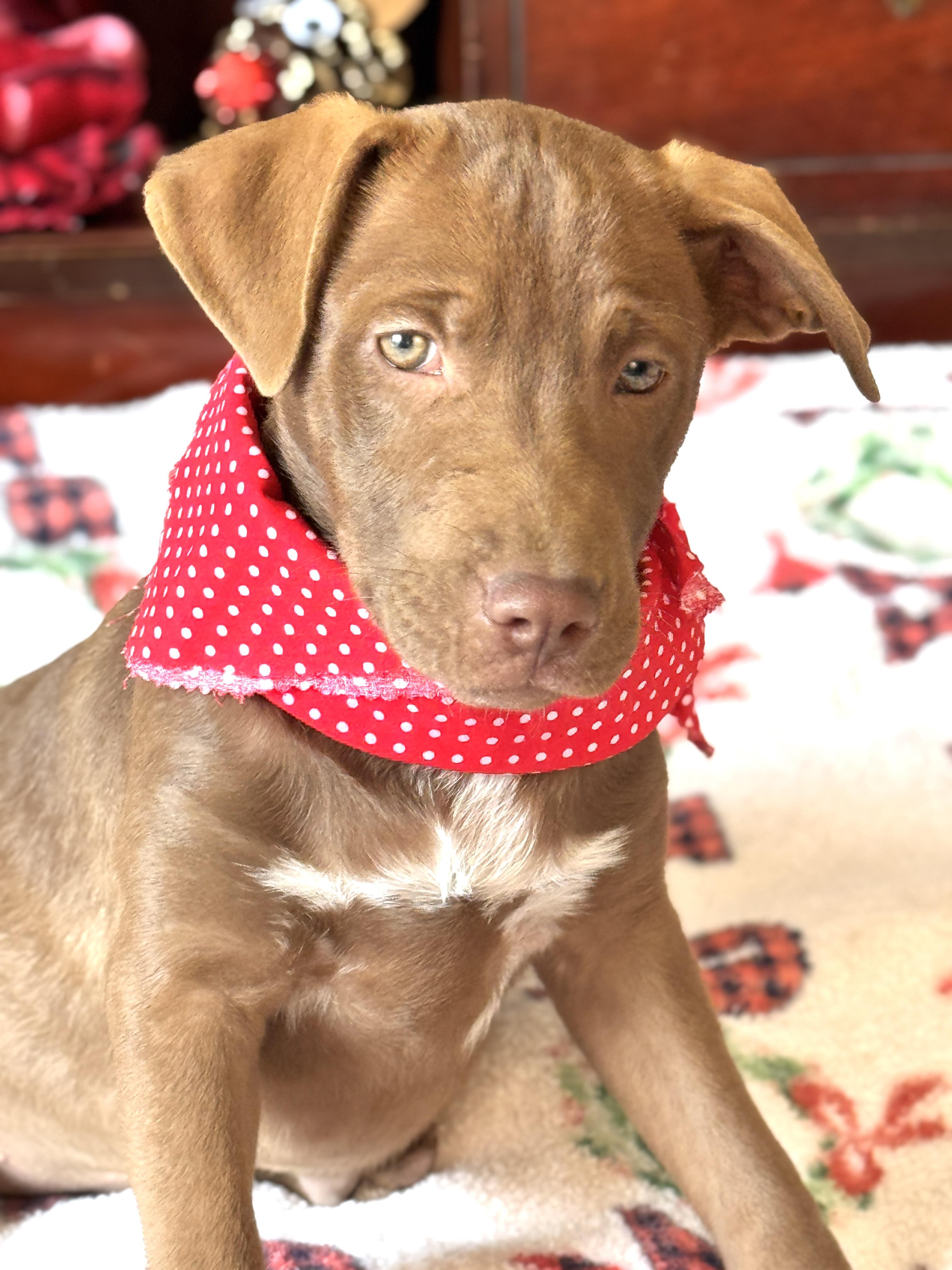 HOLLY, Adoptable, Puppy Female Weimaraner & American Bulldog.
