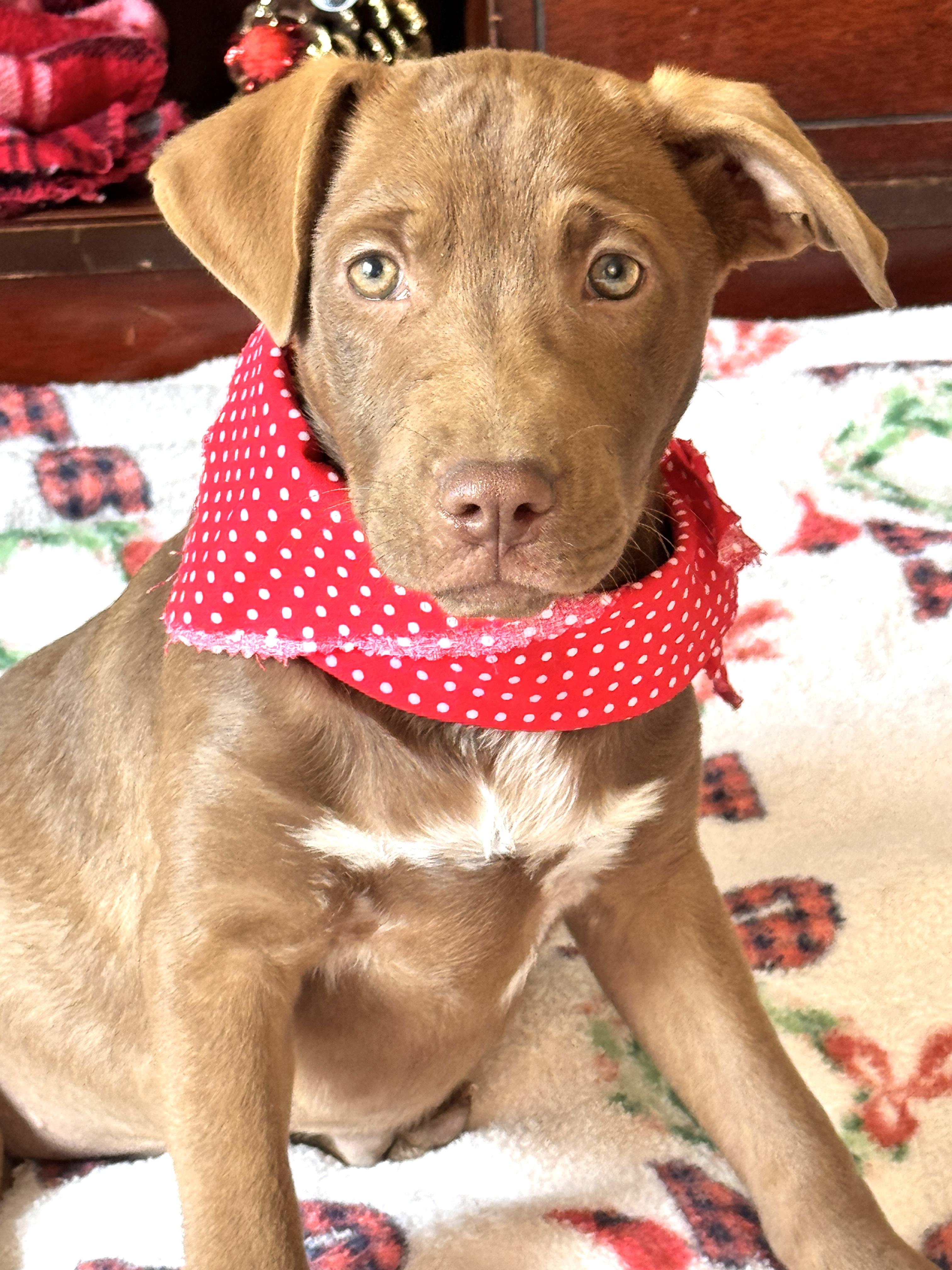 Enlarge HOLLY, a Adoptable mixed breed in Jacksonville, FL image 2/4