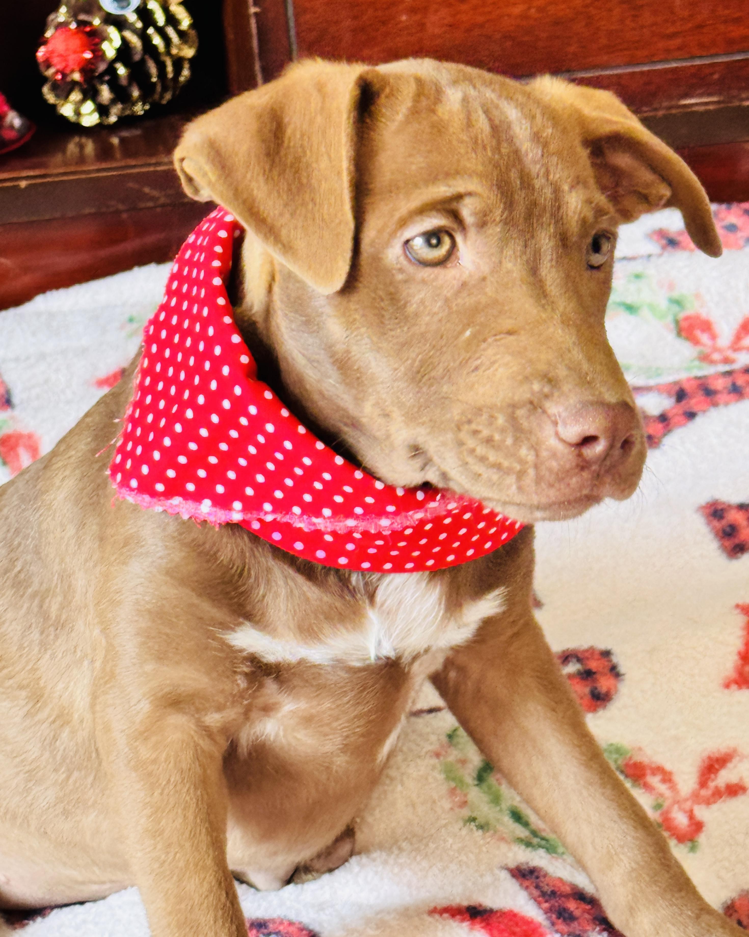 Enlarge HOLLY, a Adoptable mixed breed in Jacksonville, FL image 3/4
