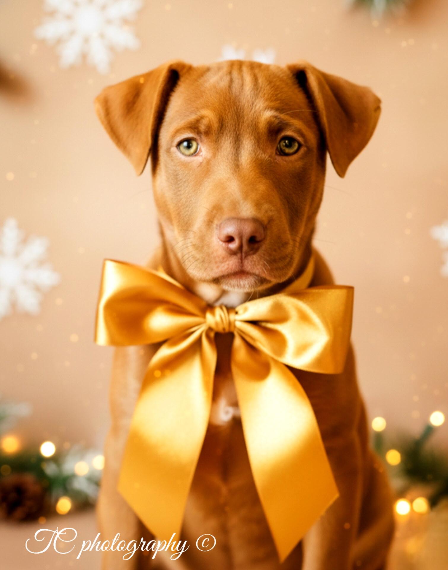 Enlarge HOLLY, a Adoptable mixed breed in Jacksonville, FL image 4/4