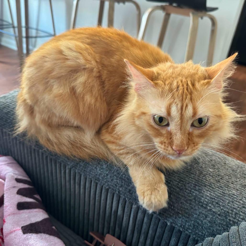 Bambi (C), a Adoptable Domestic Long Hair in Portland, TX image 1/2