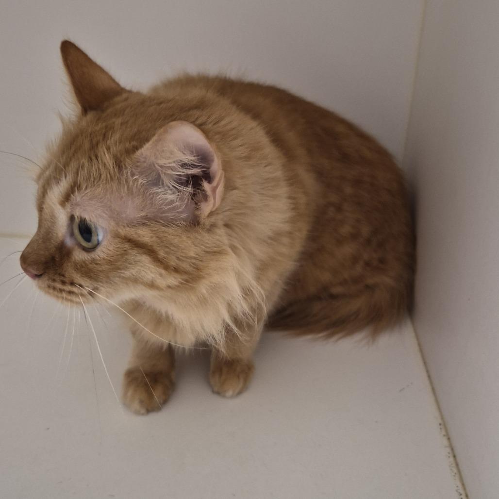 Bambi (C), a Adoptable Domestic Long Hair in Portland, TX image 2/2