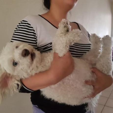 Enlarge Zuzu, a Adoptable mixed breed in San Diego, CA image 1/4