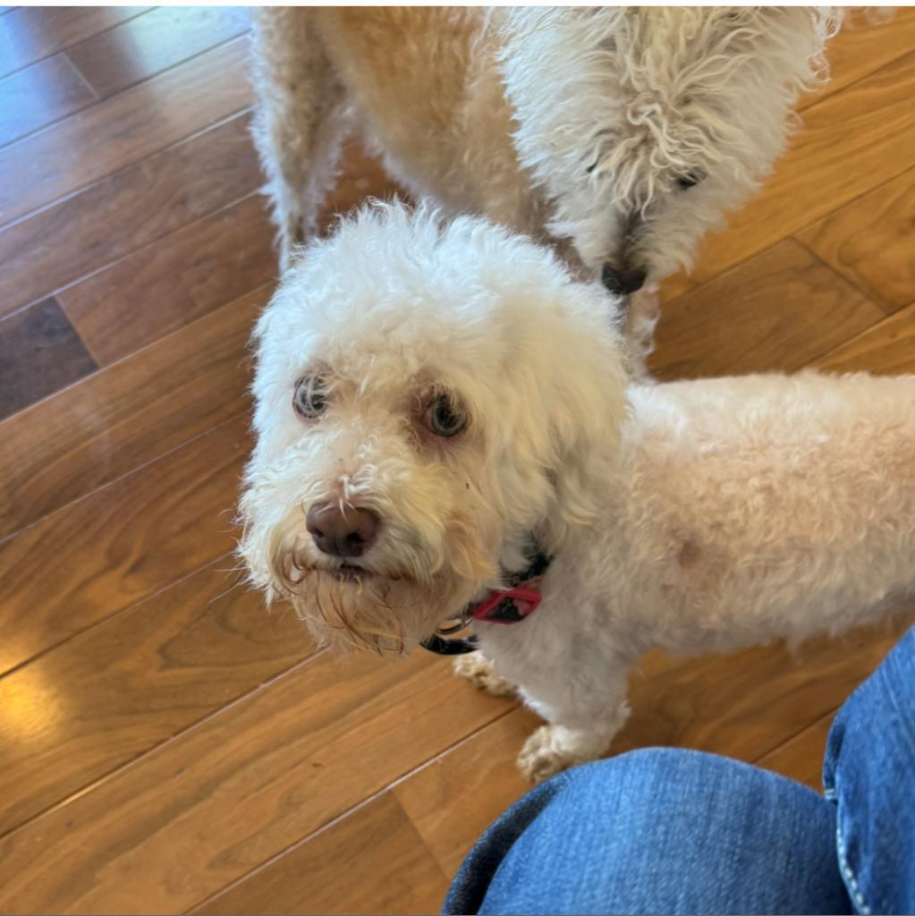 Enlarge Zuzu, a Adoptable mixed breed in San Diego, CA image 2/4