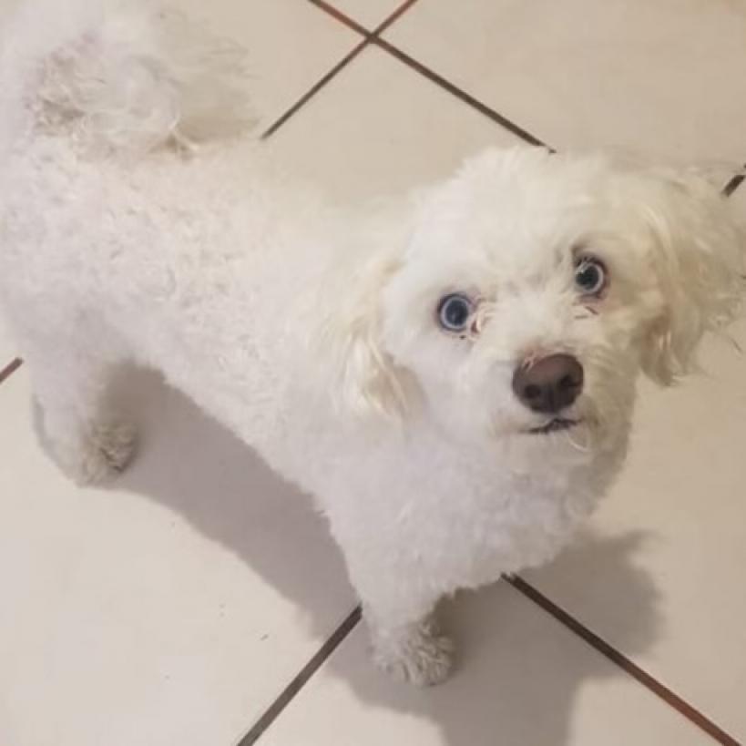 Enlarge Zuzu, a Adoptable mixed breed in San Diego, CA image 3/4