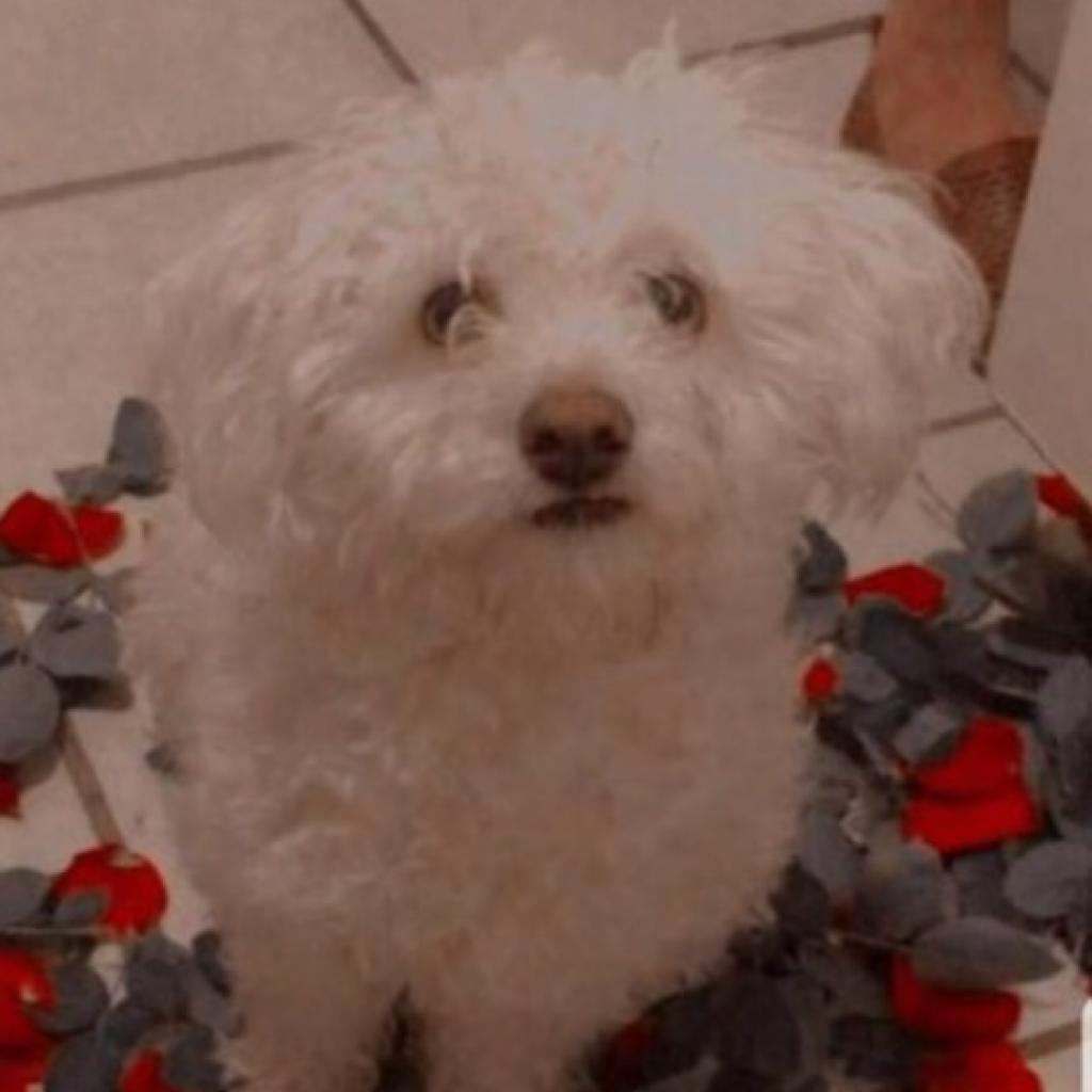 Enlarge Zuzu, a Adoptable mixed breed in San Diego, CA image 4/4