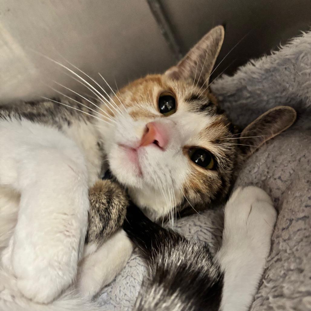 Kiwi 23C26, Adoptable, Young Female Domestic Short Hair & Domestic Short Hair.
