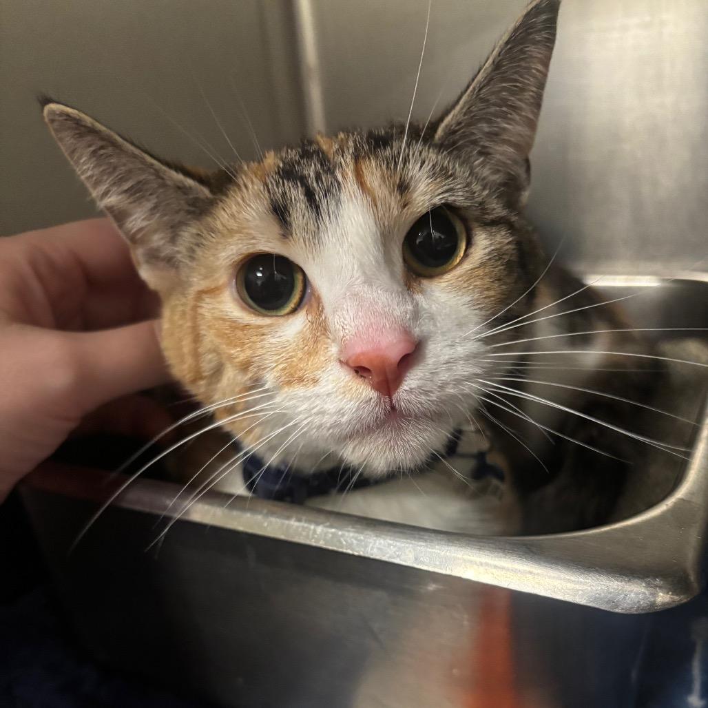 Kiwi 23C26, a Adoptable mixed breed in Napoleon, OH image 2/6