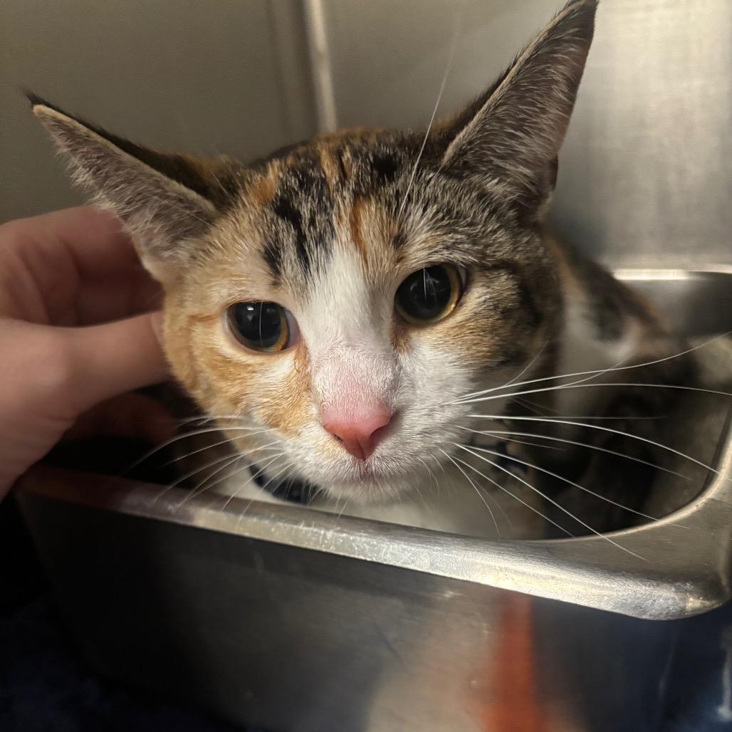 Kiwi 23C26, a Adoptable mixed breed in Napoleon, OH image 3/6