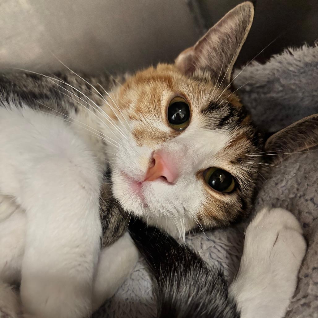 Kiwi 23C26, a Adoptable mixed breed in Napoleon, OH image 4/6