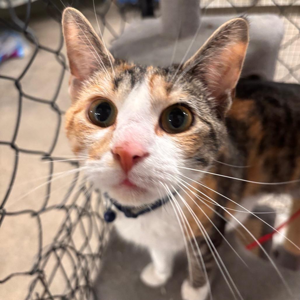 Kiwi 23C26, a Adoptable mixed breed in Napoleon, OH image 5/6