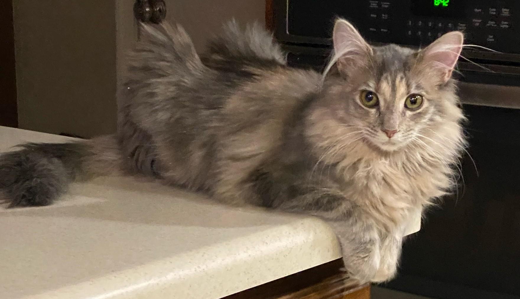 Enlarge Fluff Puff, an adoption pending mixed breed in Smyrna, DE image 2/5