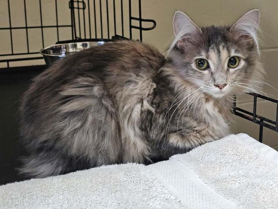 Enlarge Fluff Puff, an adoption pending mixed breed in Smyrna, DE image 4/5