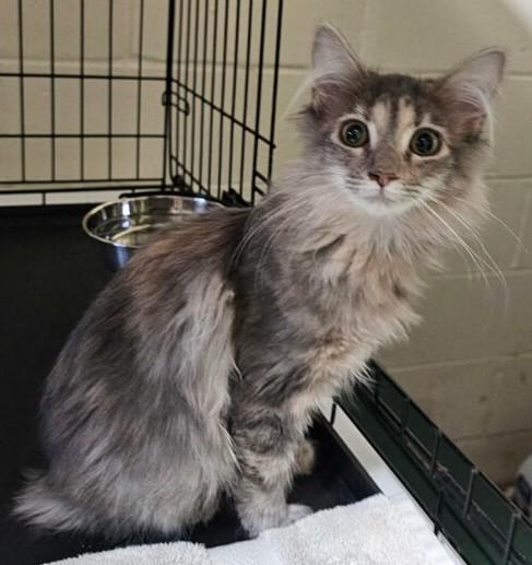 Enlarge Fluff Puff, an adoption pending mixed breed in Smyrna, DE image 5/5