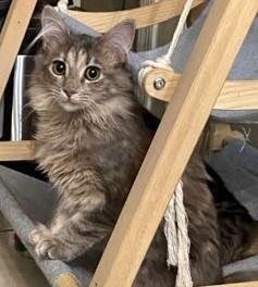 Enlarge Fluff Puff, an adoption pending mixed breed in Smyrna, DE image 3/5