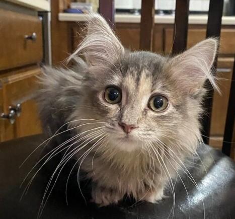 Fluff Puff, ADOPTABLE, Kitten Female Maine Coon & Domestic Long Hair.