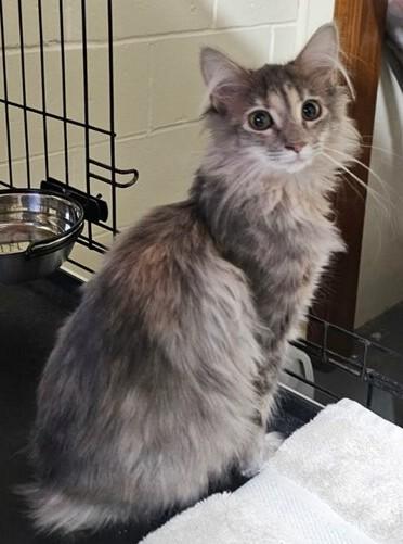 Fluff Puff, a ADOPTABLE mixed breed in Smyrna, DE image 4/4