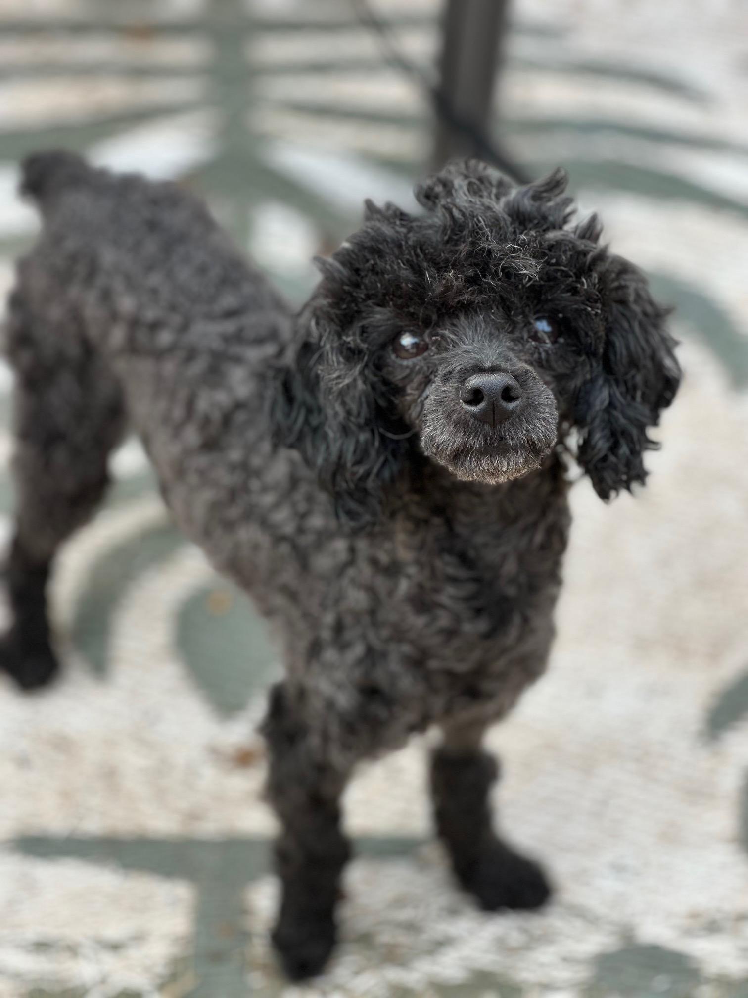 Gale, a Adoptable Poodle (Toy) image 1/6