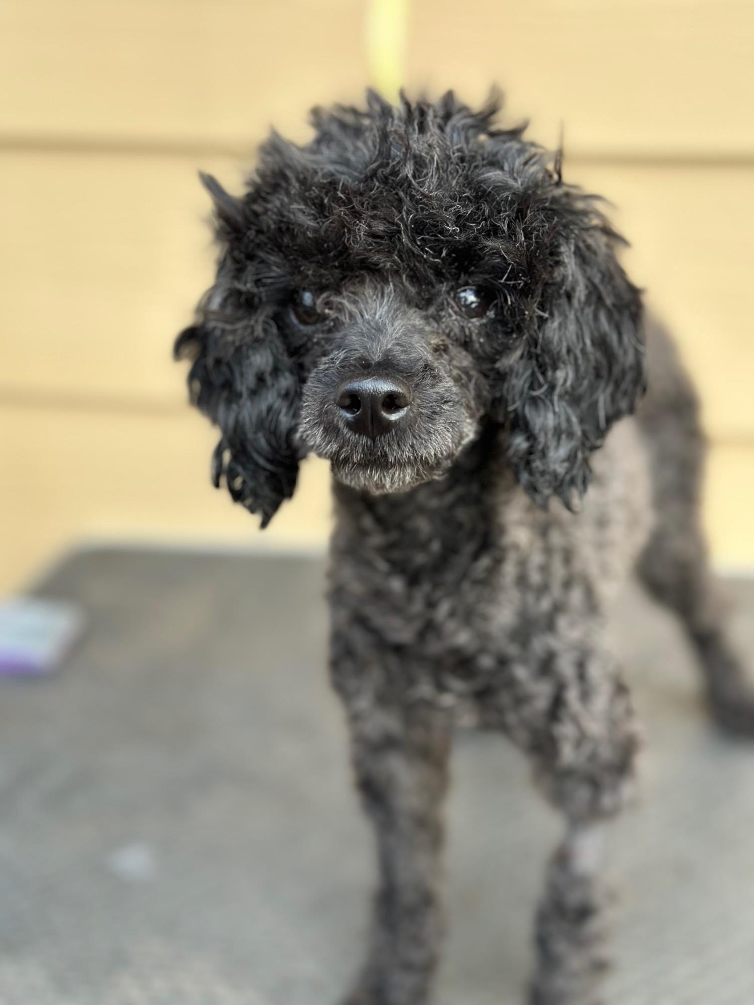 Gale, a Adoptable Poodle (Toy) image 2/6