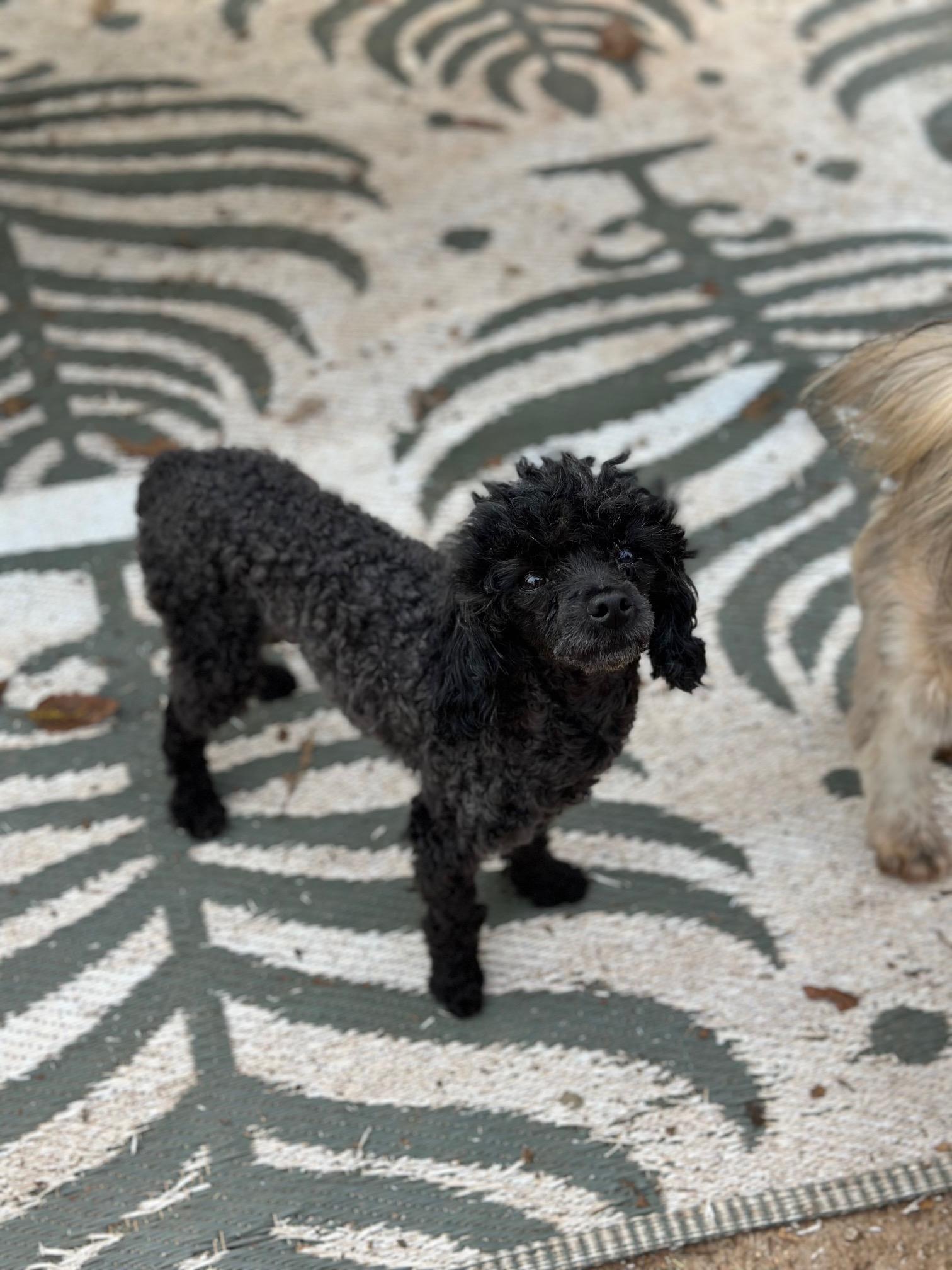 Gale, a Adoptable Poodle (Toy) image 3/6