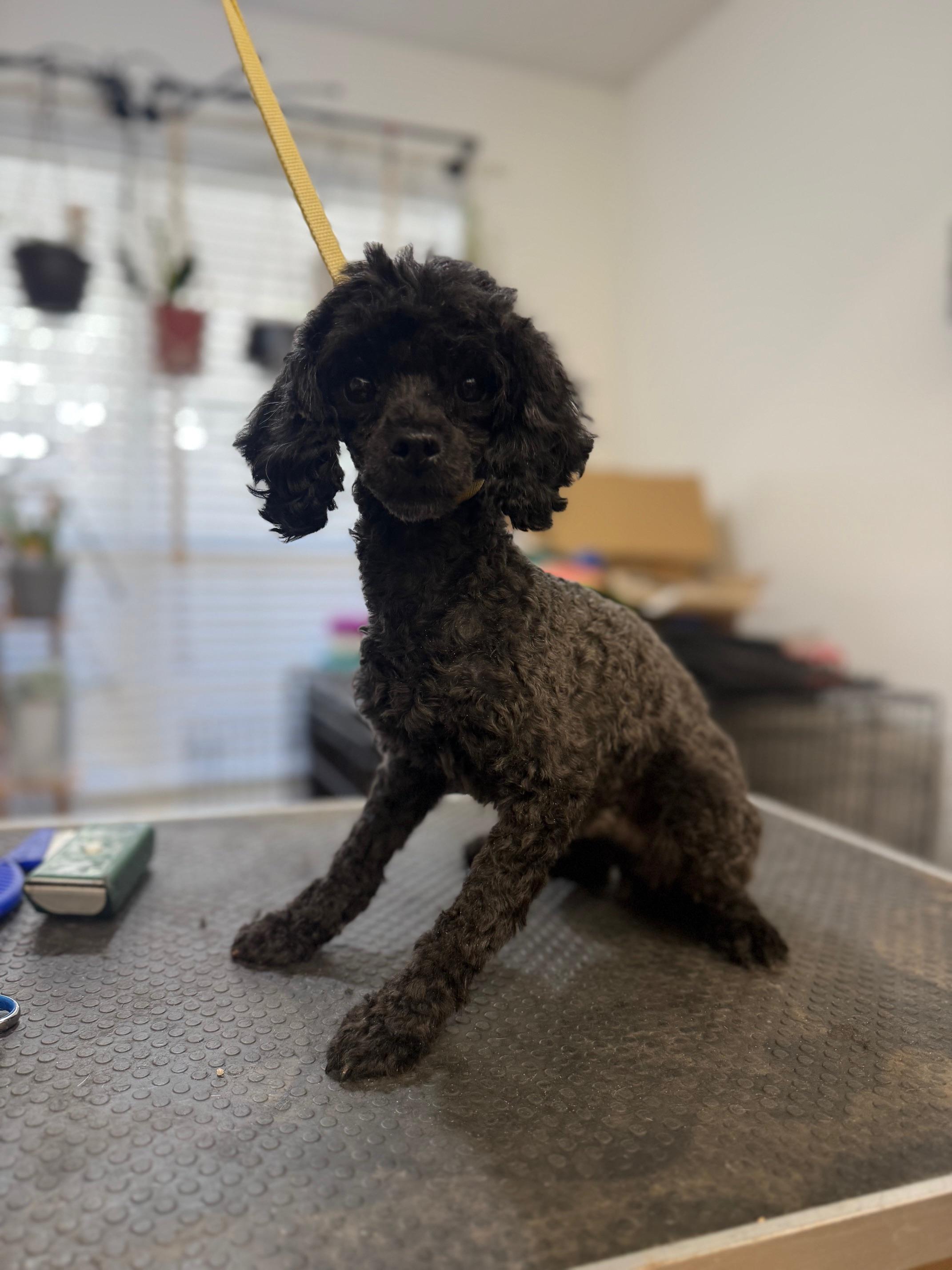 Gale, a Adoptable Poodle (Toy) image 4/6