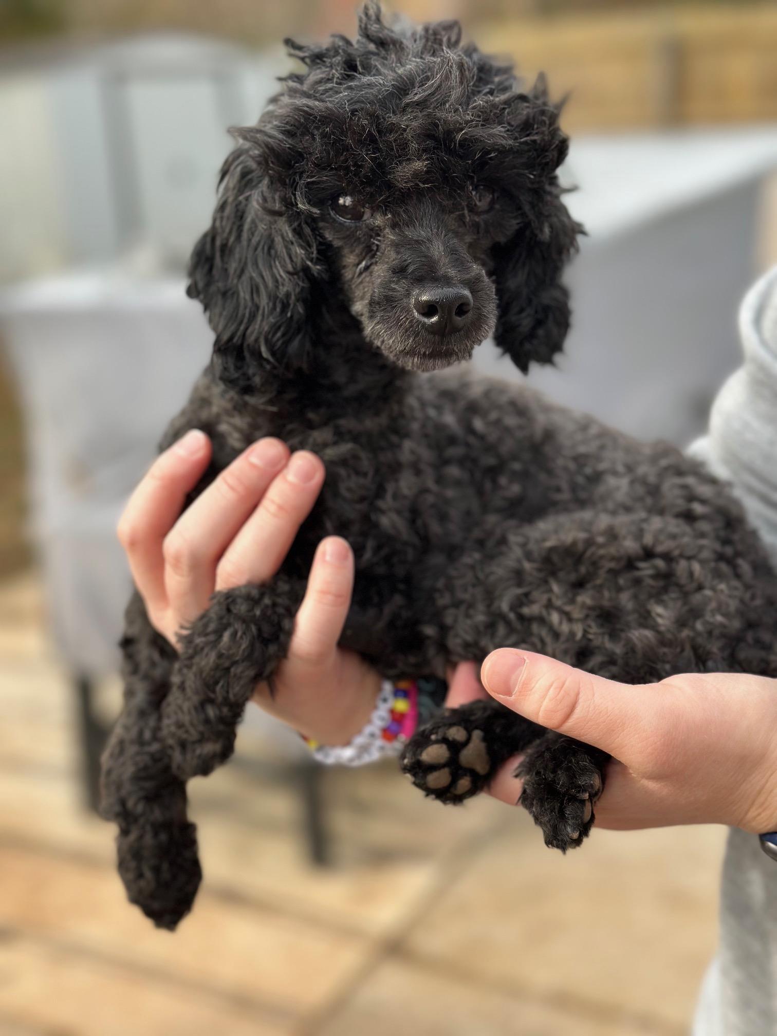 Gale, a Adoptable Poodle (Toy) image 5/6