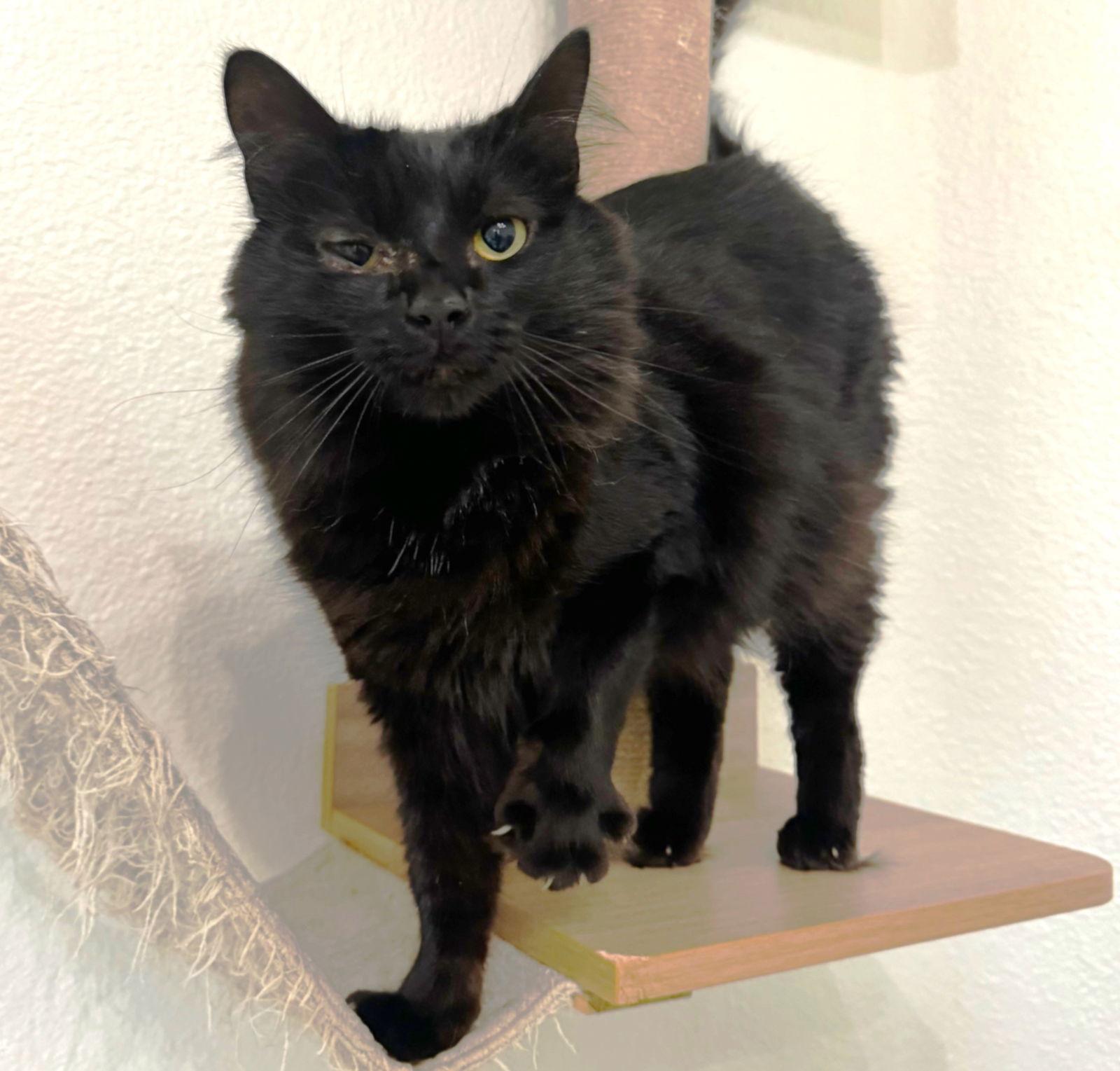 Astoria, a Adoptable Domestic Medium Hair in Springfield, OR image 1/3