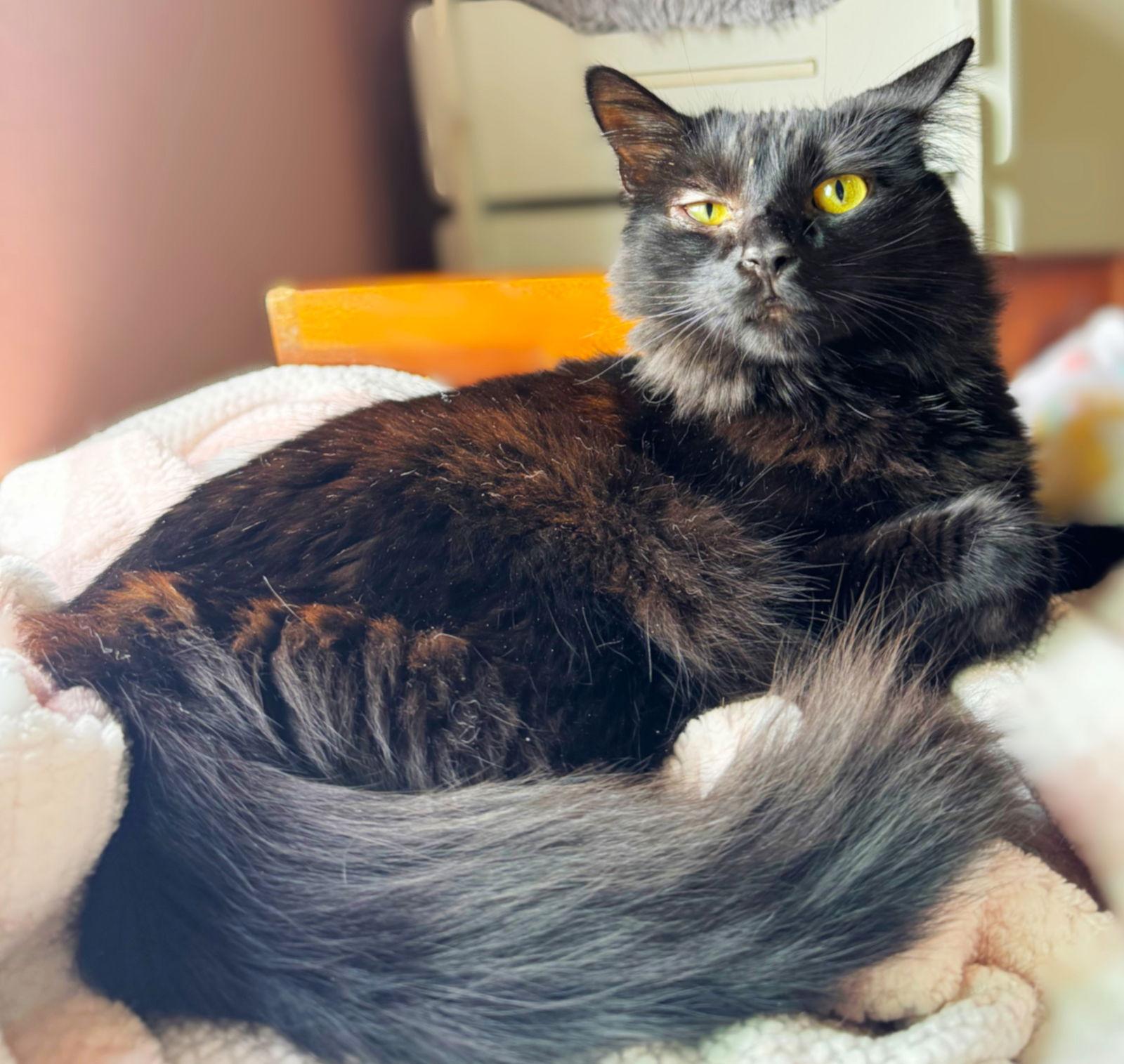 Astoria, Adoptable, Adult Female Domestic Medium Hair.