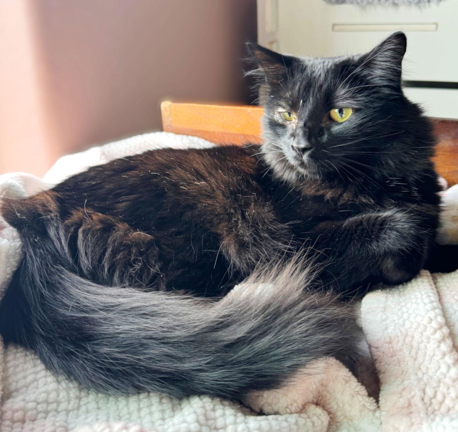 Astoria, a Adoptable Domestic Medium Hair in Springfield, OR image 3/3