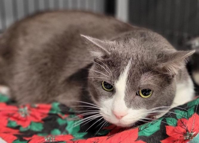 Bandit, Adoptable, Adult Male Domestic Short Hair.