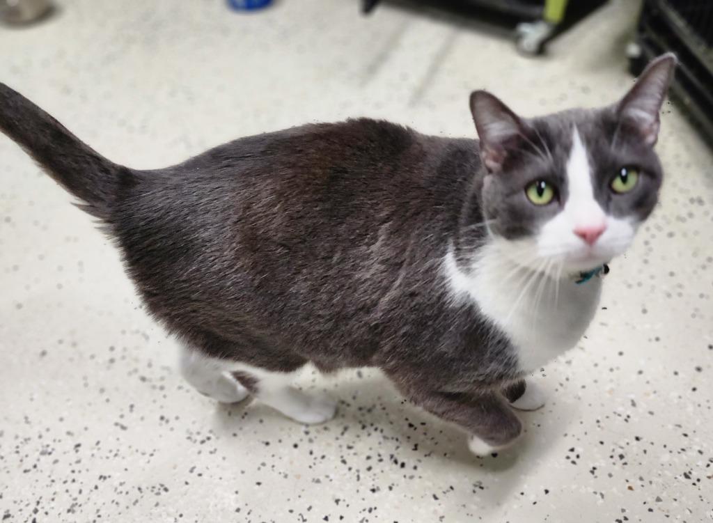 Enlarge Bandit, a Adoptable mixed breed in Muskegon, MI image 3/3