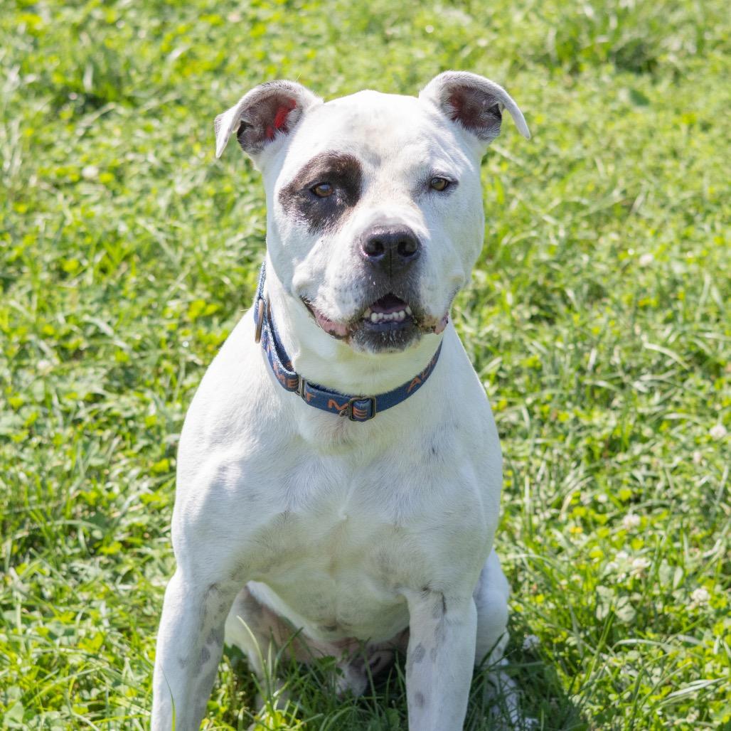 Enlarge Monte, a Adoptable mixed breed in Newark, DE image 4/6