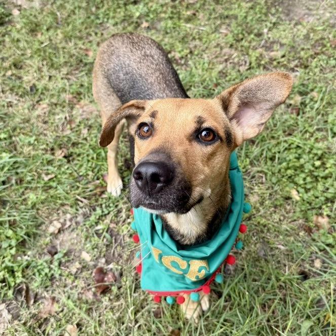 Sasha, Adoptable, Adult Female German Shepherd Dog.