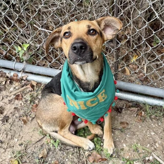 Enlarge Sasha, a Adoptable German Shepherd Dog in Pittsburgh, PA image 2/5