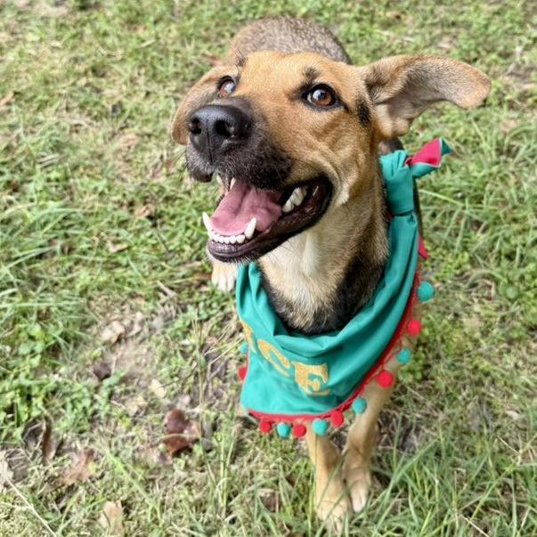 Enlarge Sasha, a Adoptable German Shepherd Dog in Pittsburgh, PA image 3/5
