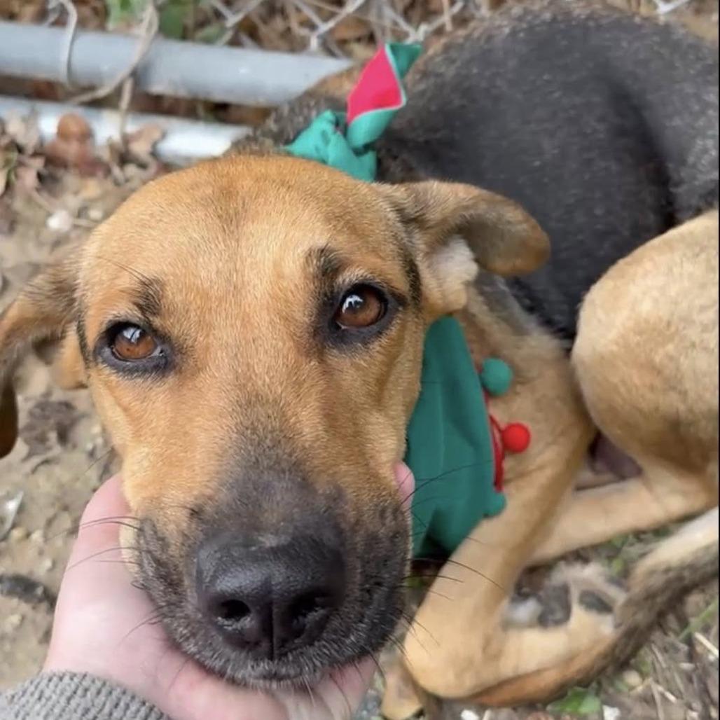 Enlarge Sasha, a Adoptable German Shepherd Dog in Pittsburgh, PA image 4/5