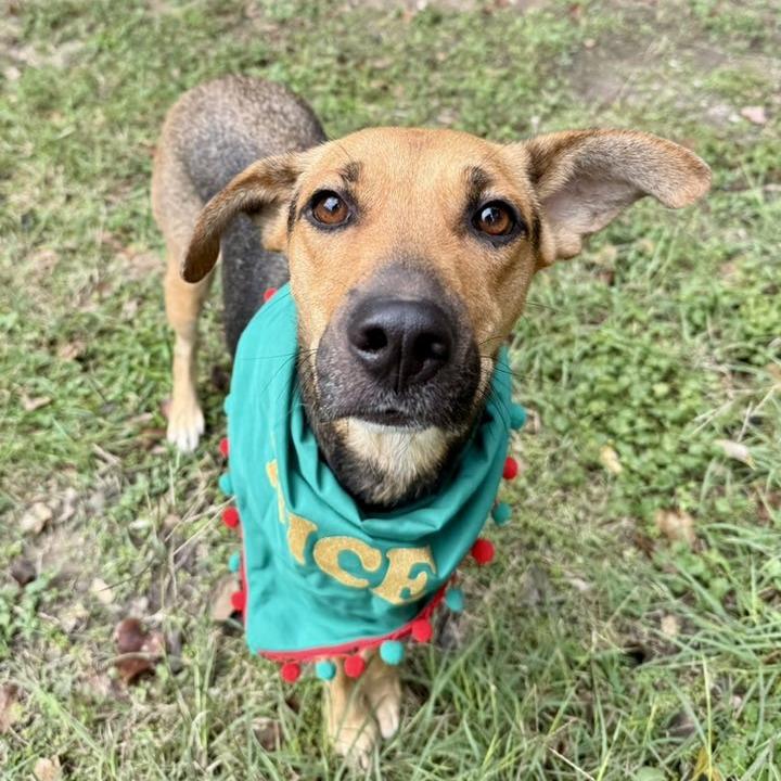 Enlarge Sasha, a Adoptable German Shepherd Dog in Pittsburgh, PA image 5/5