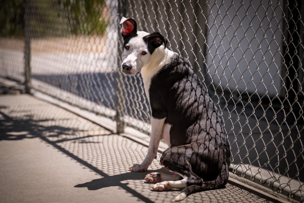 Snow white, Adoptable, Adult Female Pit Bull Terrier.