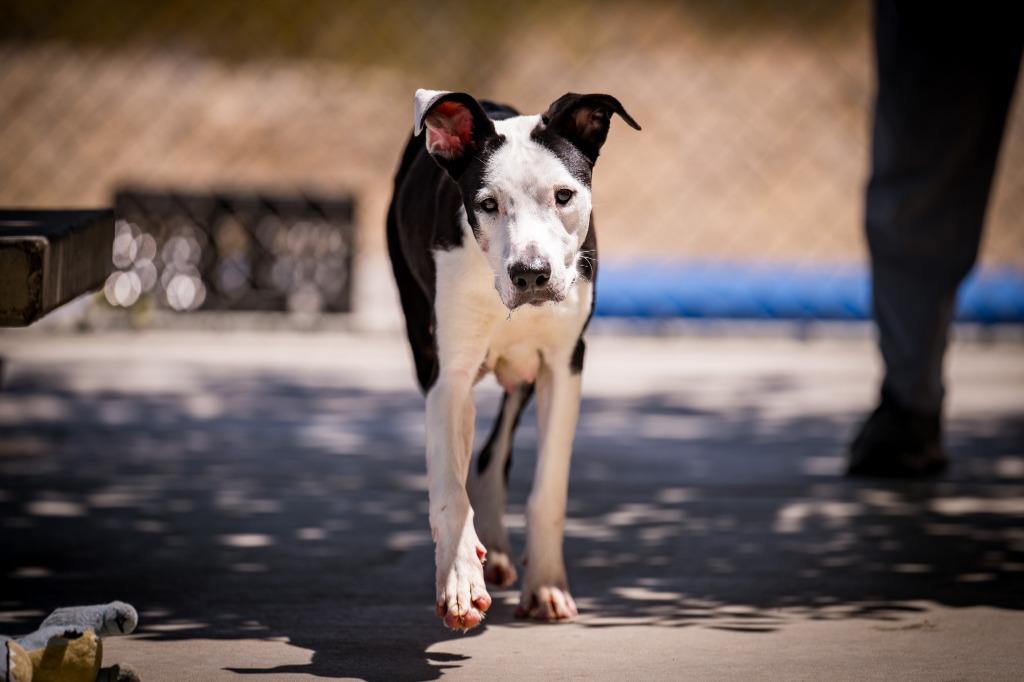 Enlarge Snow white, a Adoptable Pit Bull Terrier in Twentynine Palms, CA image 2/5
