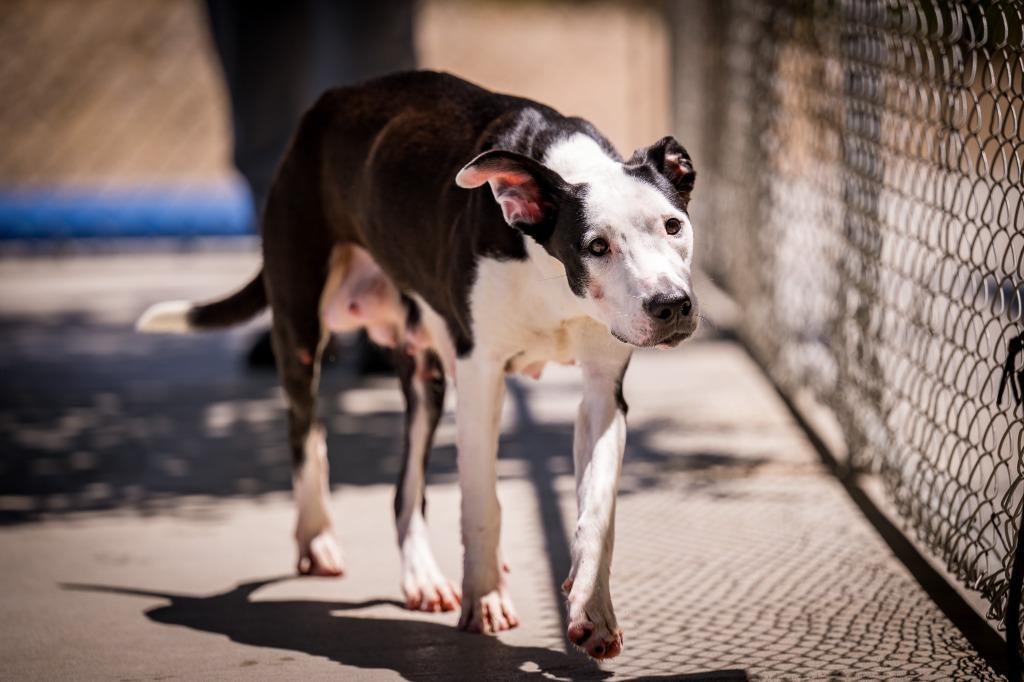 Enlarge Snow white, a Adoptable Pit Bull Terrier in Twentynine Palms, CA image 3/5