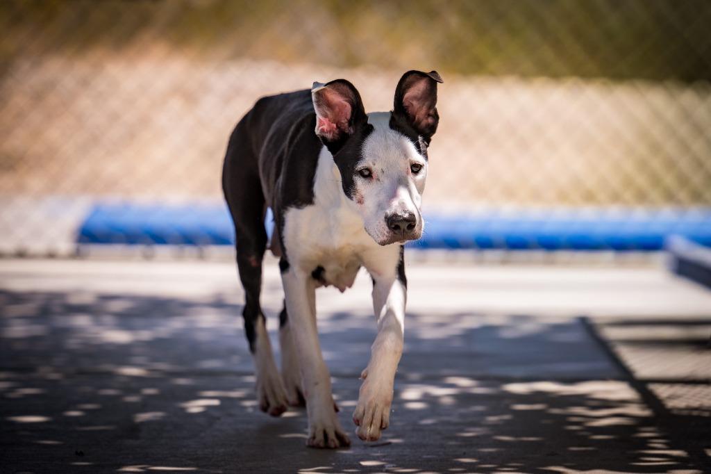 Enlarge Snow white, a Adoptable Pit Bull Terrier in Twentynine Palms, CA image 4/5